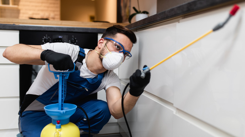 Can I Do Pest Control Myself? Signs It's Time To Call The Pros