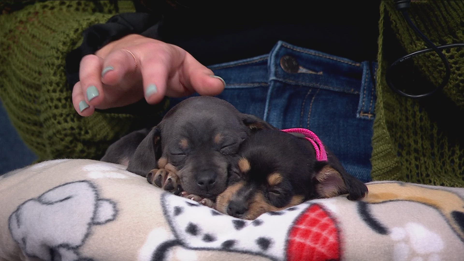 Give animals a second chance at Ruff Start Rescue on Give to the Max Day