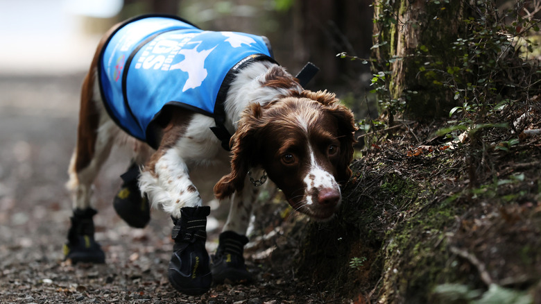 Nature's Service Animals: How Conservation Detection Dogs Are ...