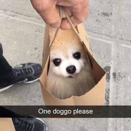 30 Silly Sweet Doggo Memes to Sip With Your Dogturday Weekend Puppuccino