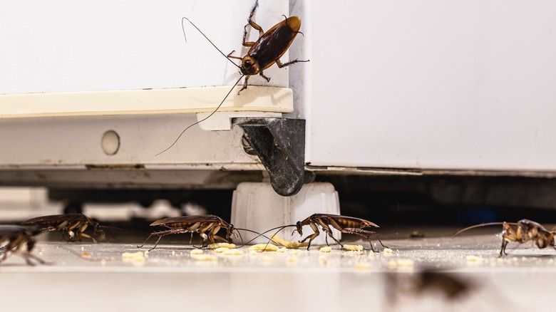 Can I Do Pest Control Myself? Signs It's Time To Call The Pros