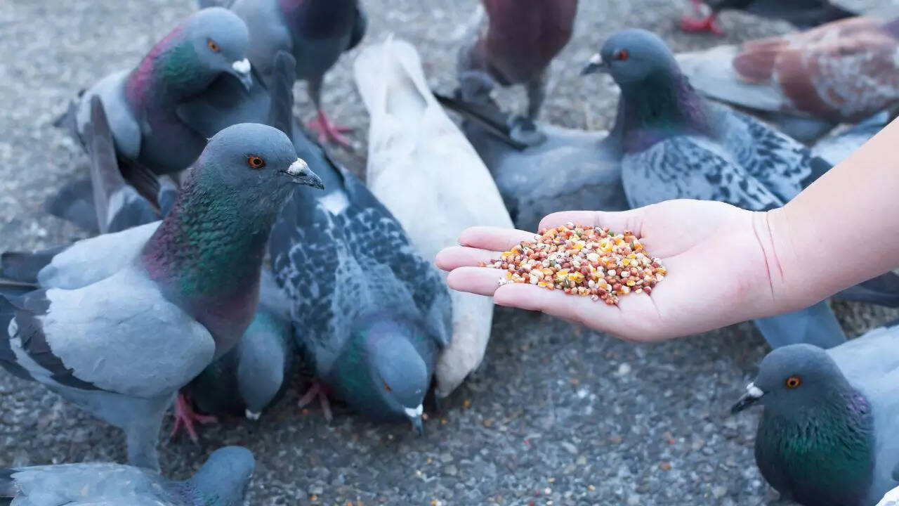 Stop feeding pigeons unknowingly: 5 natural hacks to keep them off your ...