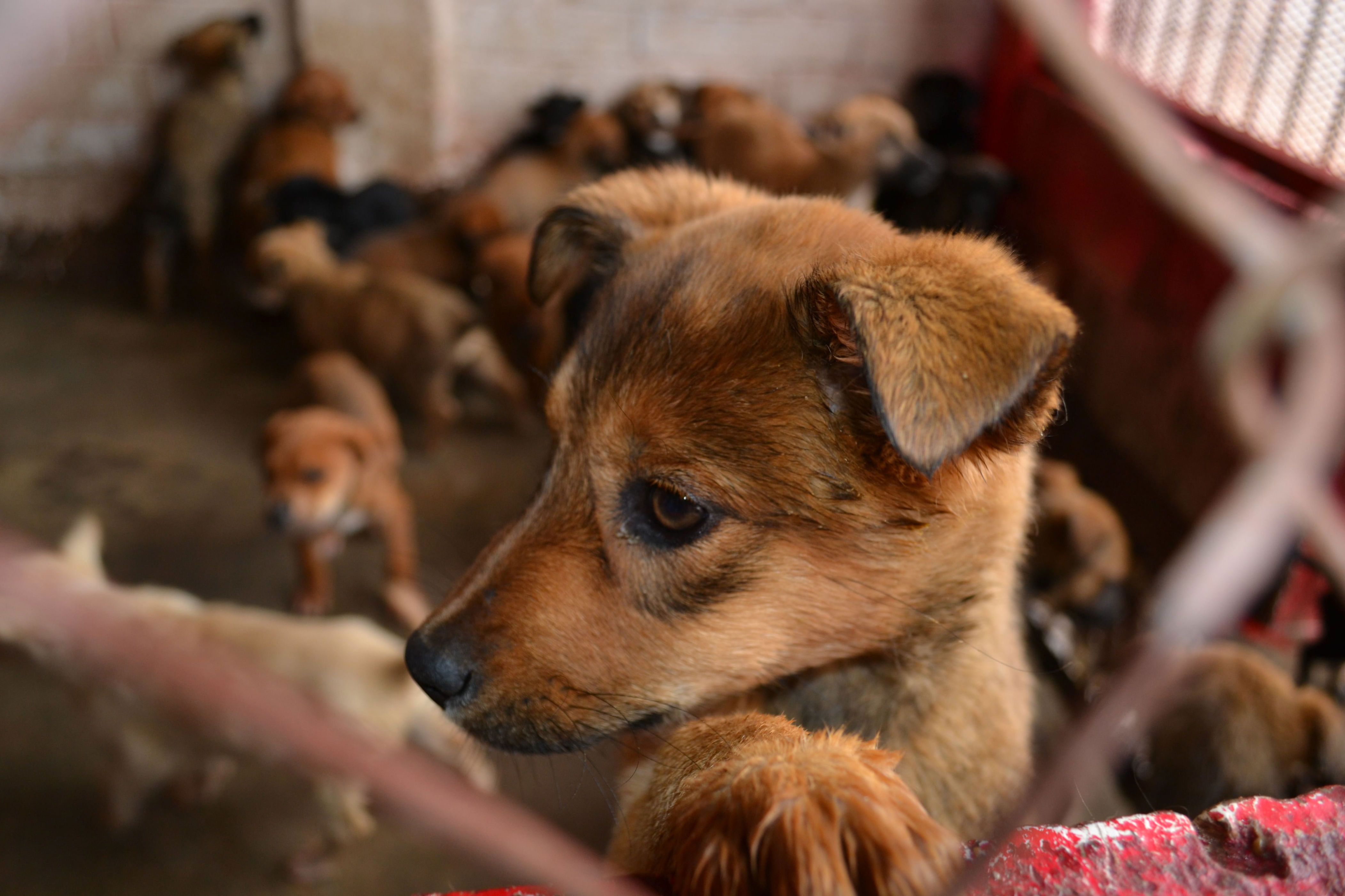 Refugio animal con más de 300 perros rescatados fue atacado a tiros en ...