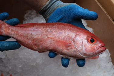 New fish database shows recommended servings of coastal Georgia species