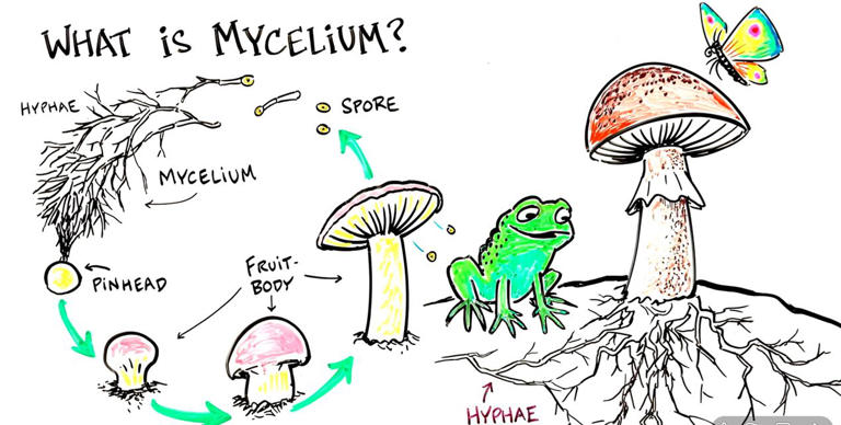 Mushroom Mycelium Semiconductors Demonstrate Memristor Capabilities