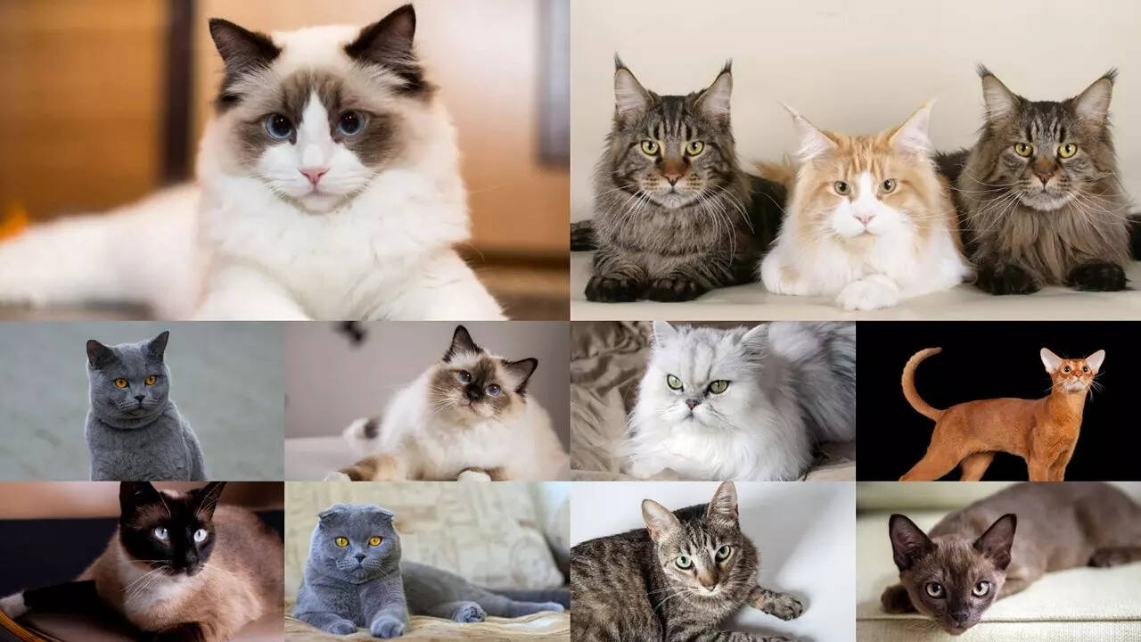 10-cat-breeds-that-are-kid-friendly