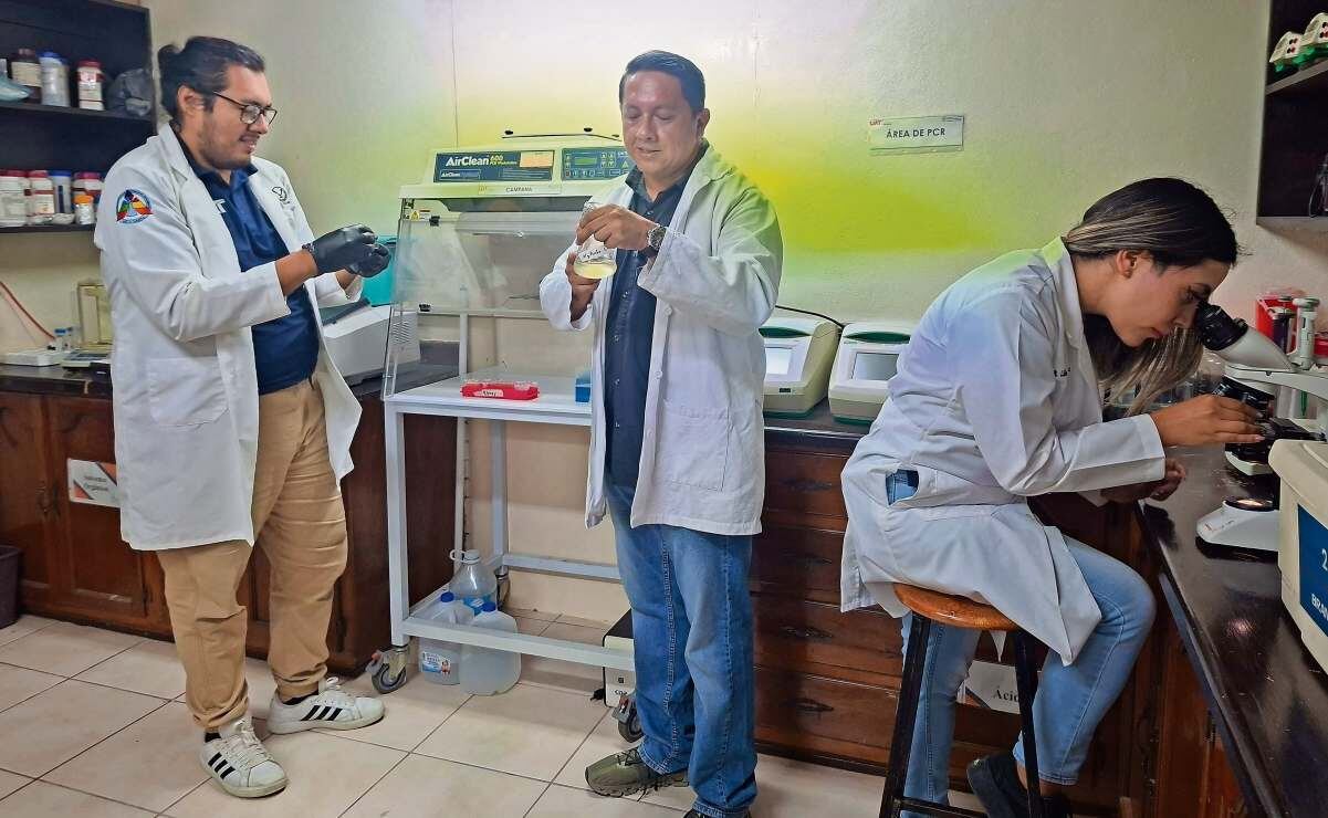 Humberto Martínez (centro) y su equipo trabajan en las propiedades del pozol. Foto: Sandra Tovar / EL UNIVERSAL