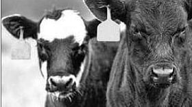 Cattle ear tagging rule : पशुधनाला इअर टॅगिंग अनिवार्य
