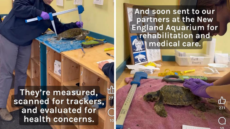 45 Sea Turtles Rescued from Cape Cod Beaches in 48 Hours