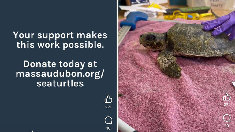 45 Sea Turtles Rescued from Cape Cod Beaches in 48 Hours