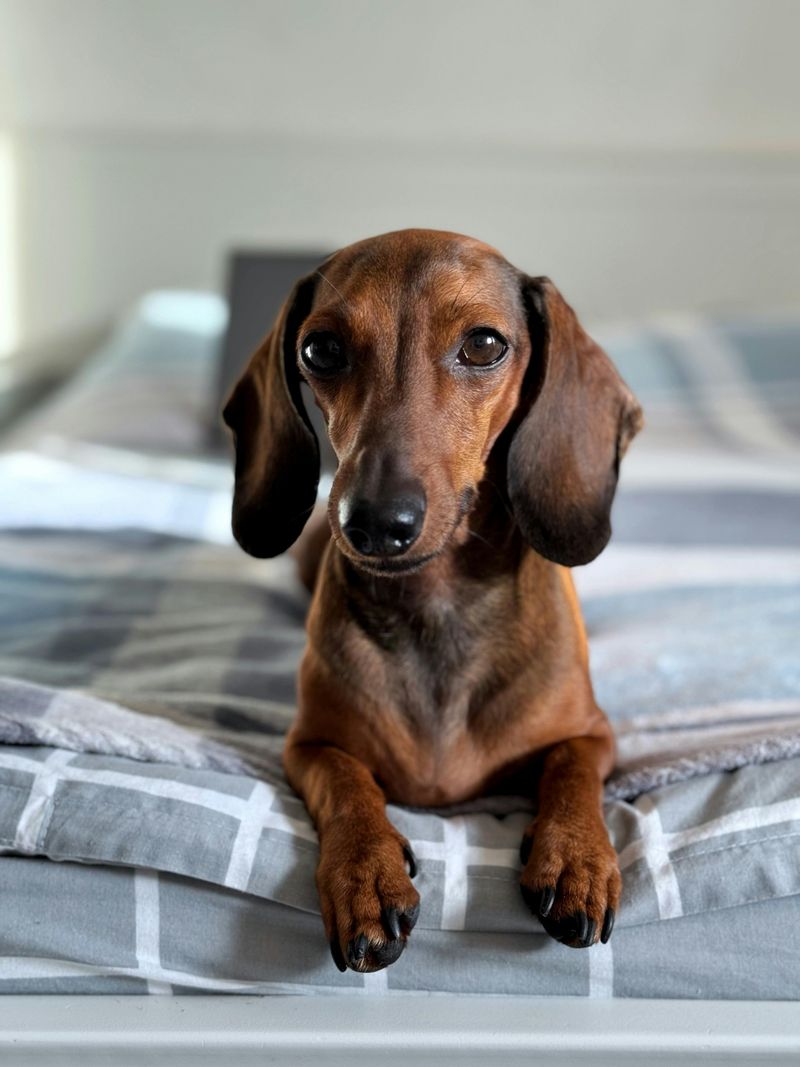 16 Small Dog Breeds That Can Be Tough for First Time Owners (Plus 4 ...