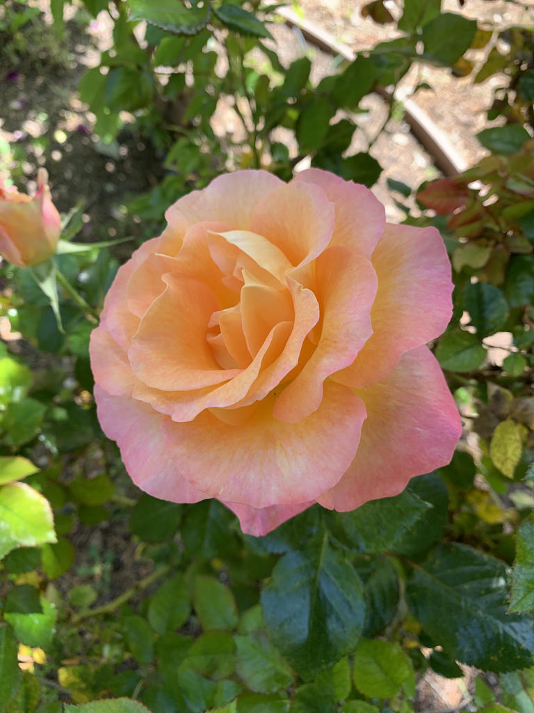 Tom Karwin, On Gardening: The season for roses