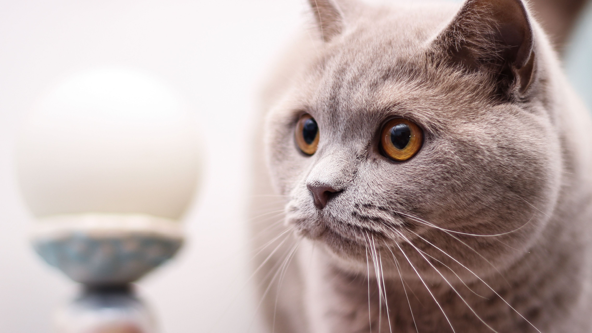 Do Cats Know Their Names? Here s What Science Says