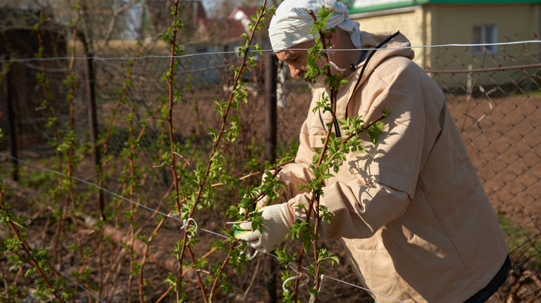 The Raspberry Bush Training Tip To Keep In Mind For A Stronger Plant