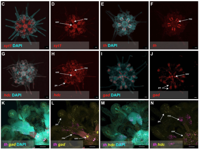 Un descubrimiento sorprendente revela que los erizos de mar son básicamente «todo cerebro».
