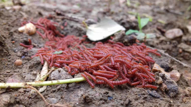 Este enjambre de milpiés parece un pastel de carne en movimiento.