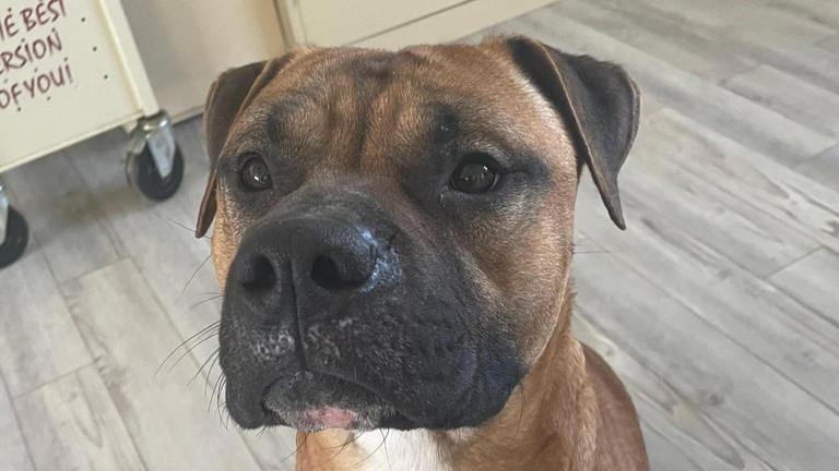 Looking for a musical dog? Look no further!