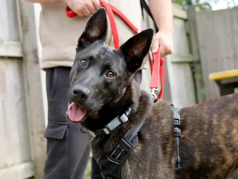 10 adorable rescue pups looking for homes at Dogs Trust Leeds this ...