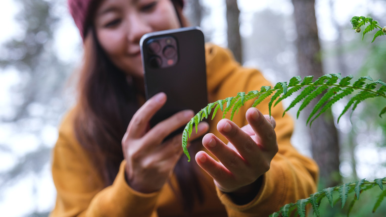 Best Plant Identification Apps For Gardeners And Explorers Alike