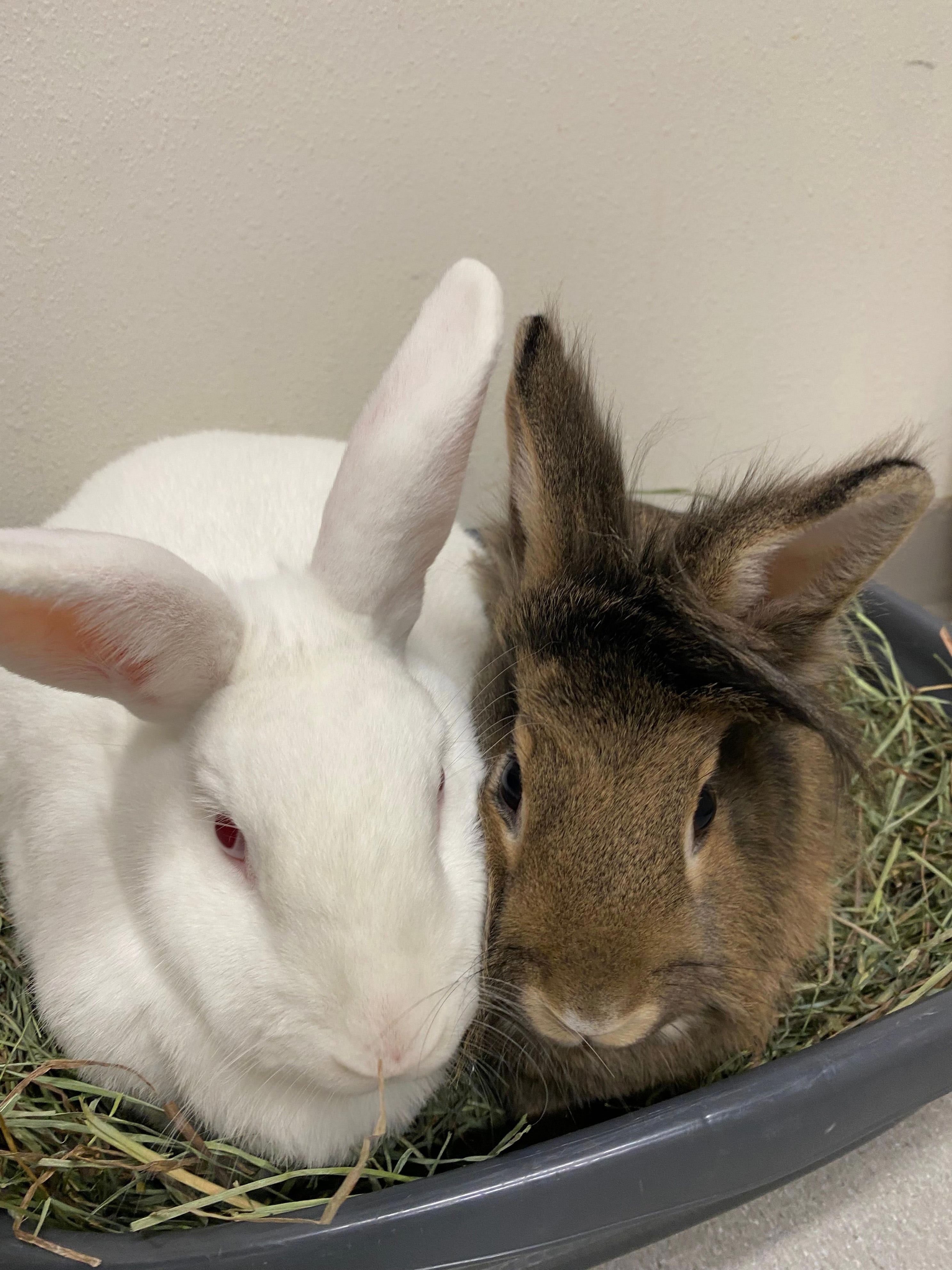 2 American rabbits, a bonded pair of cats and a goofy dog available for ...
