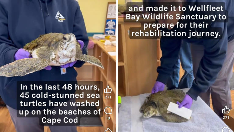 45 Sea Turtles Rescued from Cape Cod Beaches in 48 Hours