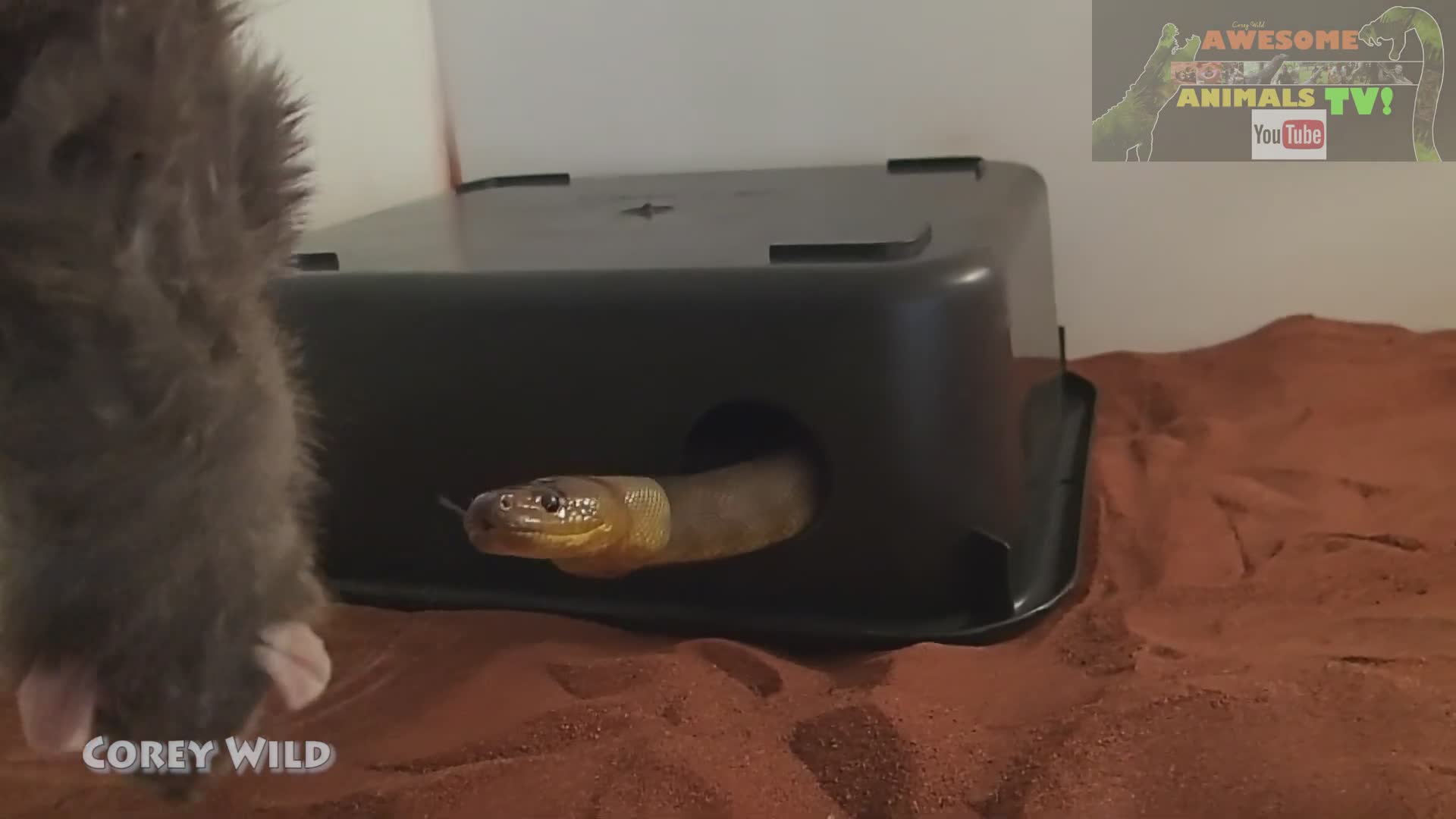 Feeding Hungry Venomous Snakes Including The Dangerous King Brown And