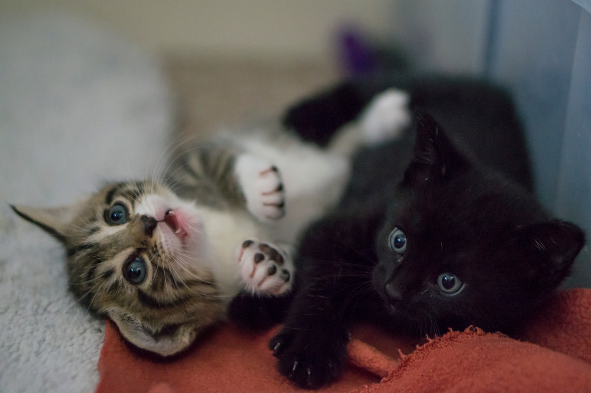 Cat Rescued From Under Deck Finds His Calling As 'Physical Therapist ...