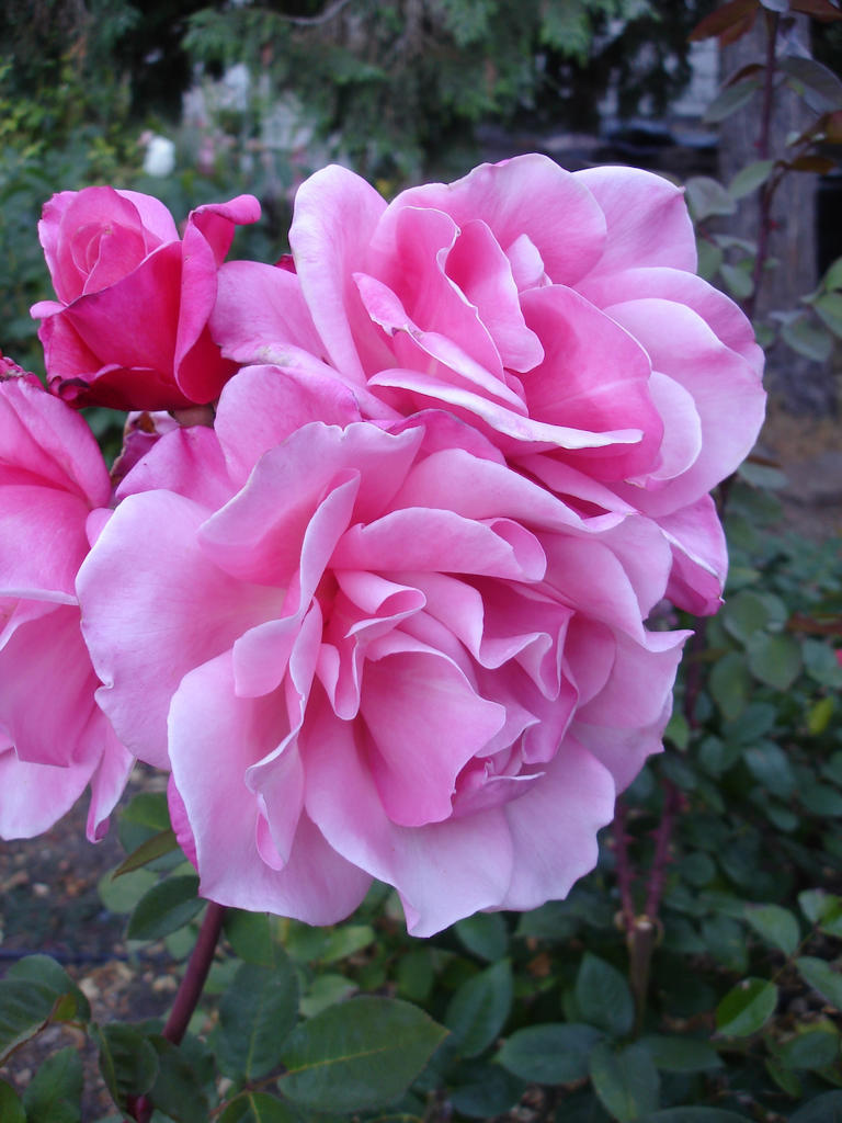 Tom Karwin, On Gardening: The season for roses