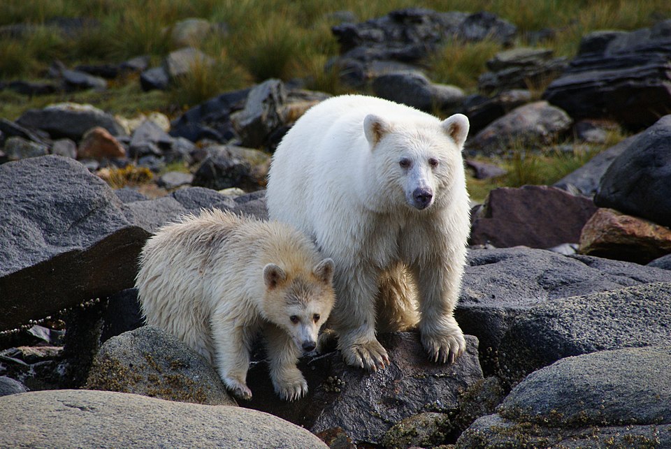 The 18 rarest animals still surviving in the Canadian wilderness