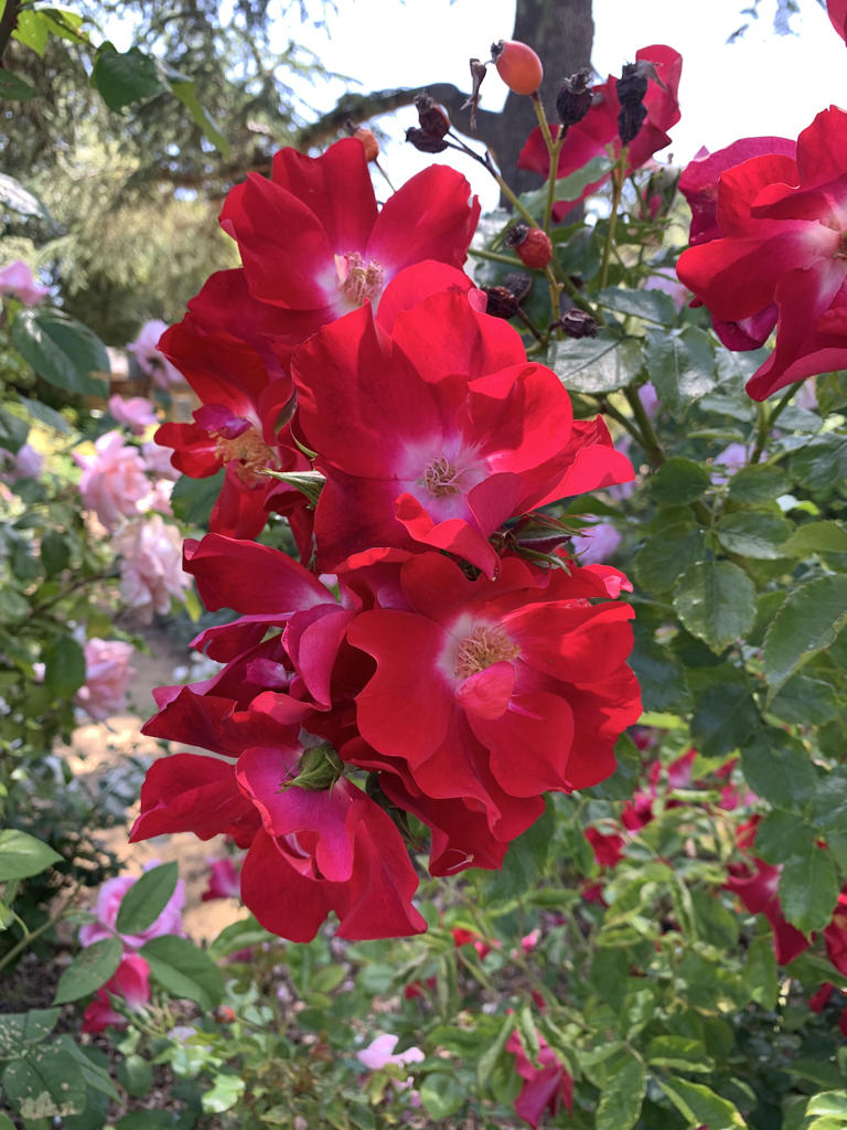 Tom Karwin, On Gardening: The season for roses