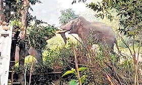 Elephant kills man during fight with another tusker in Odisha