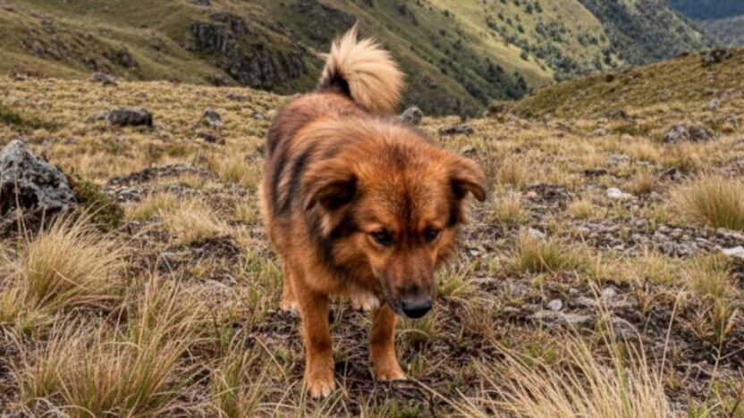 Jachi, el perrito héroe del cerro Puñay, falleció tras ser atropellado