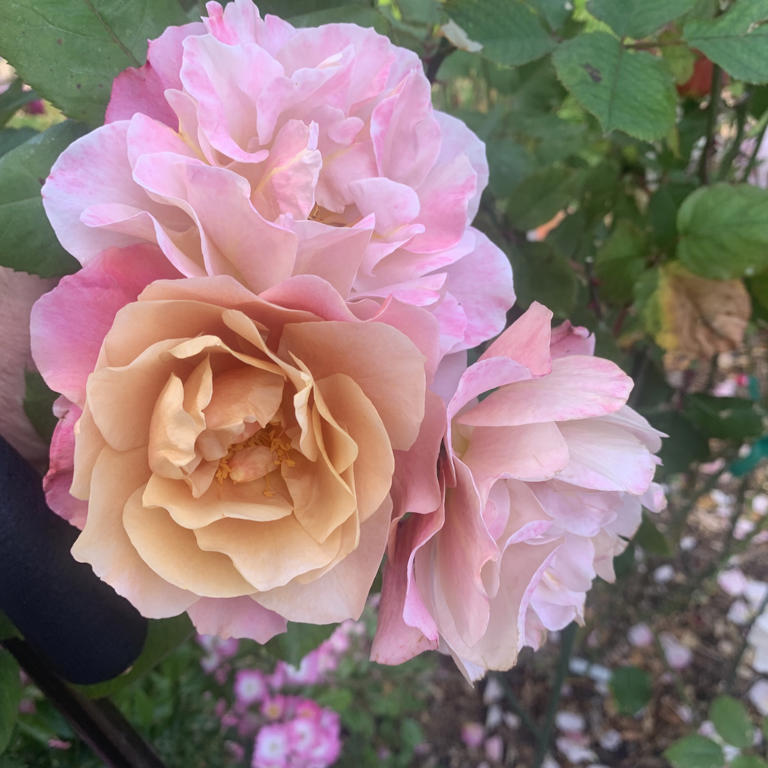 Tom Karwin, On Gardening: The season for roses