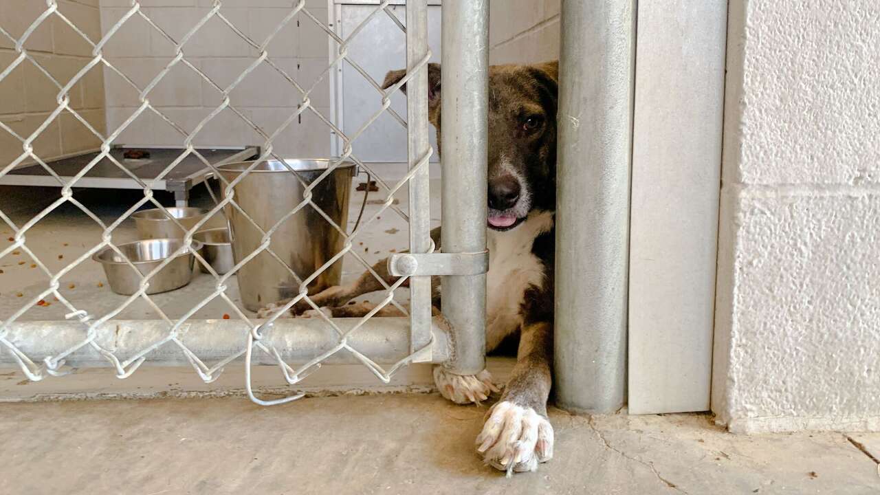 Laredo Animal Care Services waives adoption fees for senior pets in ...