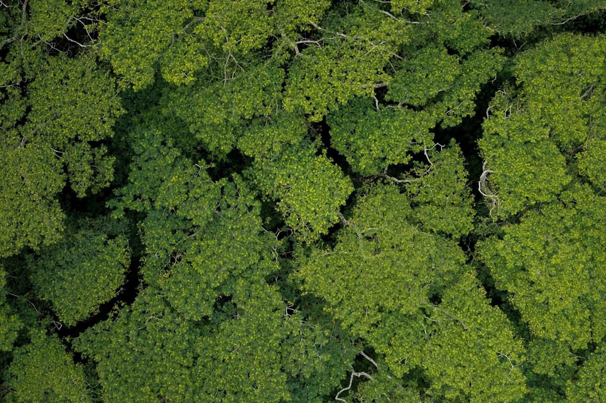 Apa Bahan Baku BBM Bobibos?