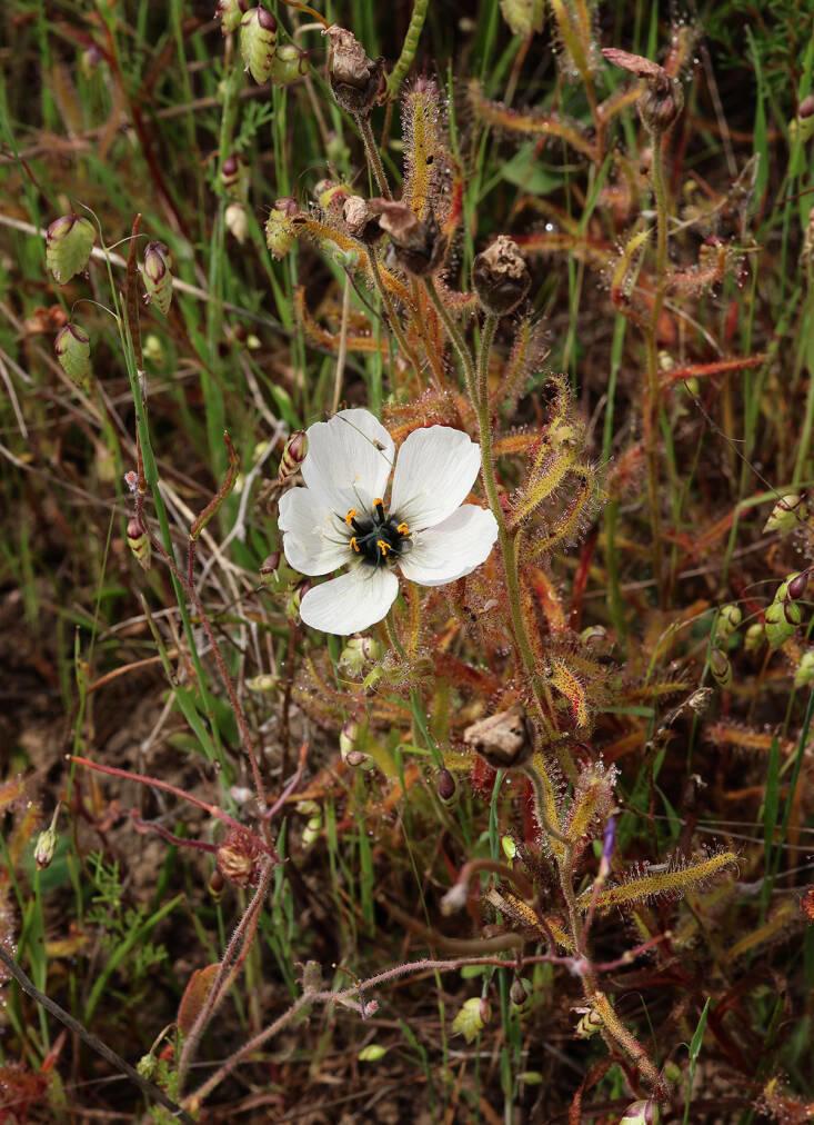 A Stunning Botanical Hotspot: Waylands Wildflower Reserve in Darling ...
