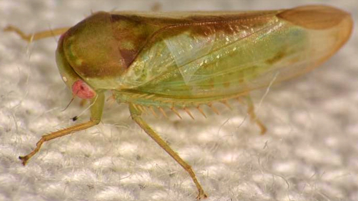 Never-before-seen insect that looks like a frog discovered. See pics
