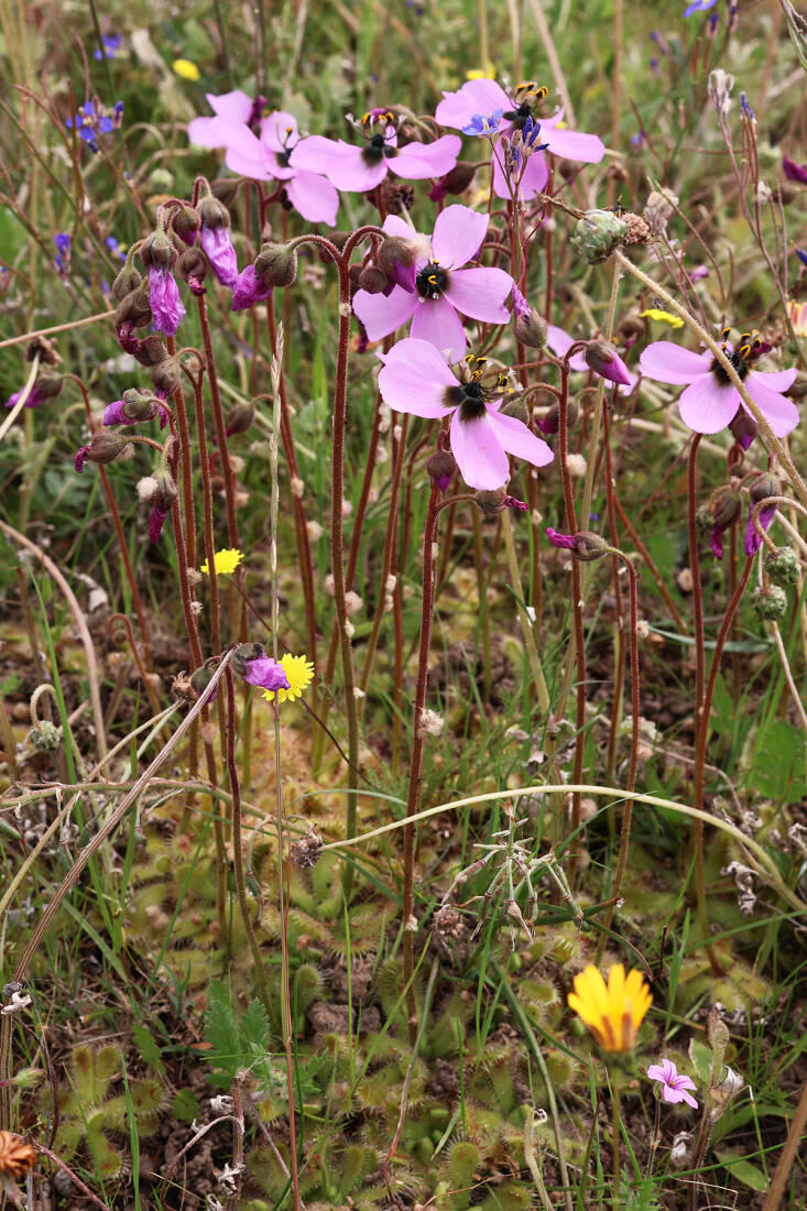 A Stunning Botanical Hotspot: Waylands Wildflower Reserve in Darling ...