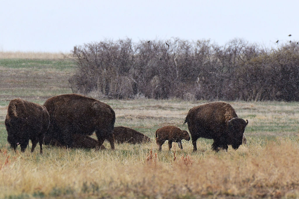 Colorado Parks and Wildlife moves to protect, encourage wild bison ...