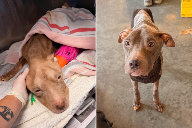 Two dogs were days from starving to death—until rescuers stepped in