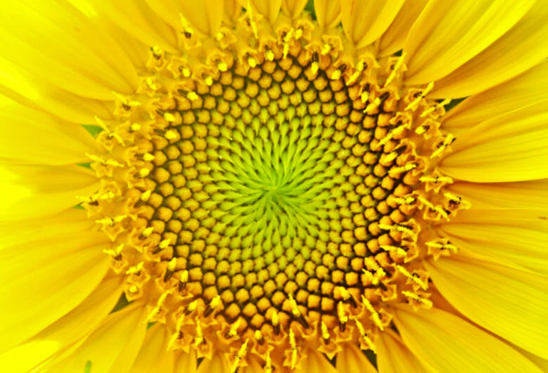 What is fibonacci day why the golden ratio is everywhere