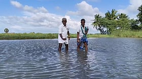 Samba paddy fields under rainwater in Nagapattinam, farmers blame ...