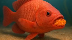 Ciri Ikan Nila Akan Bertelur yang Mudah …