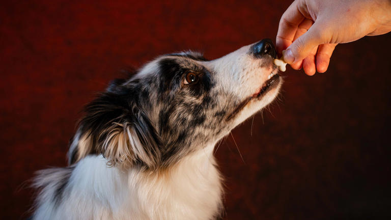 I photographed a studio-quality pet portrait in my living room with a ...