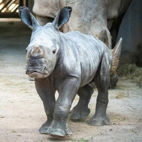 Baby White Rhino Born at Zoo After a 491-Day Pregnancy and 18-Year ...