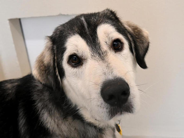 PHOTOS: Great Pyrenees-mix dogs rescued from neglect up for adoption at ...