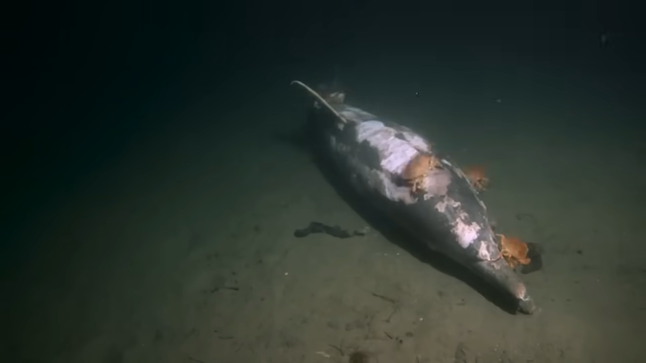 The brutal deep-sea meta where only the most adapted animals thrive