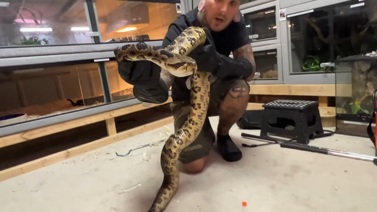 The critical steps required to ship a highly dangerous rattlesnake