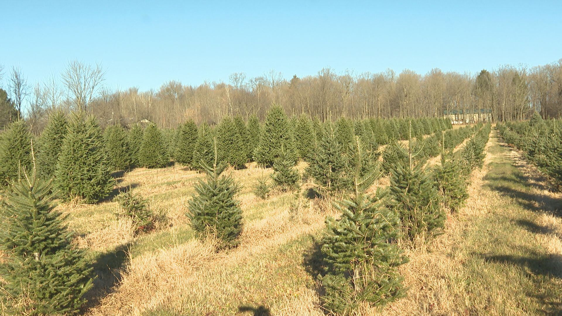 Christmas trees at Newby’s Evergreen Farm are in ‘spectacular condition ...