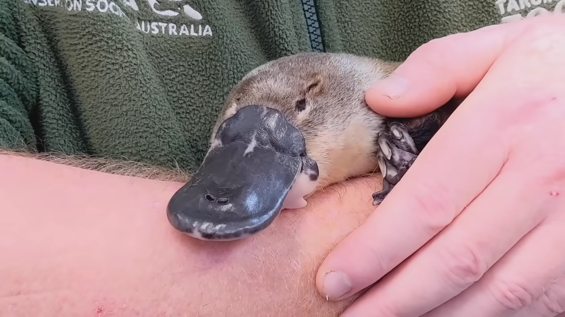 How the platypus became nature’s strangest animal